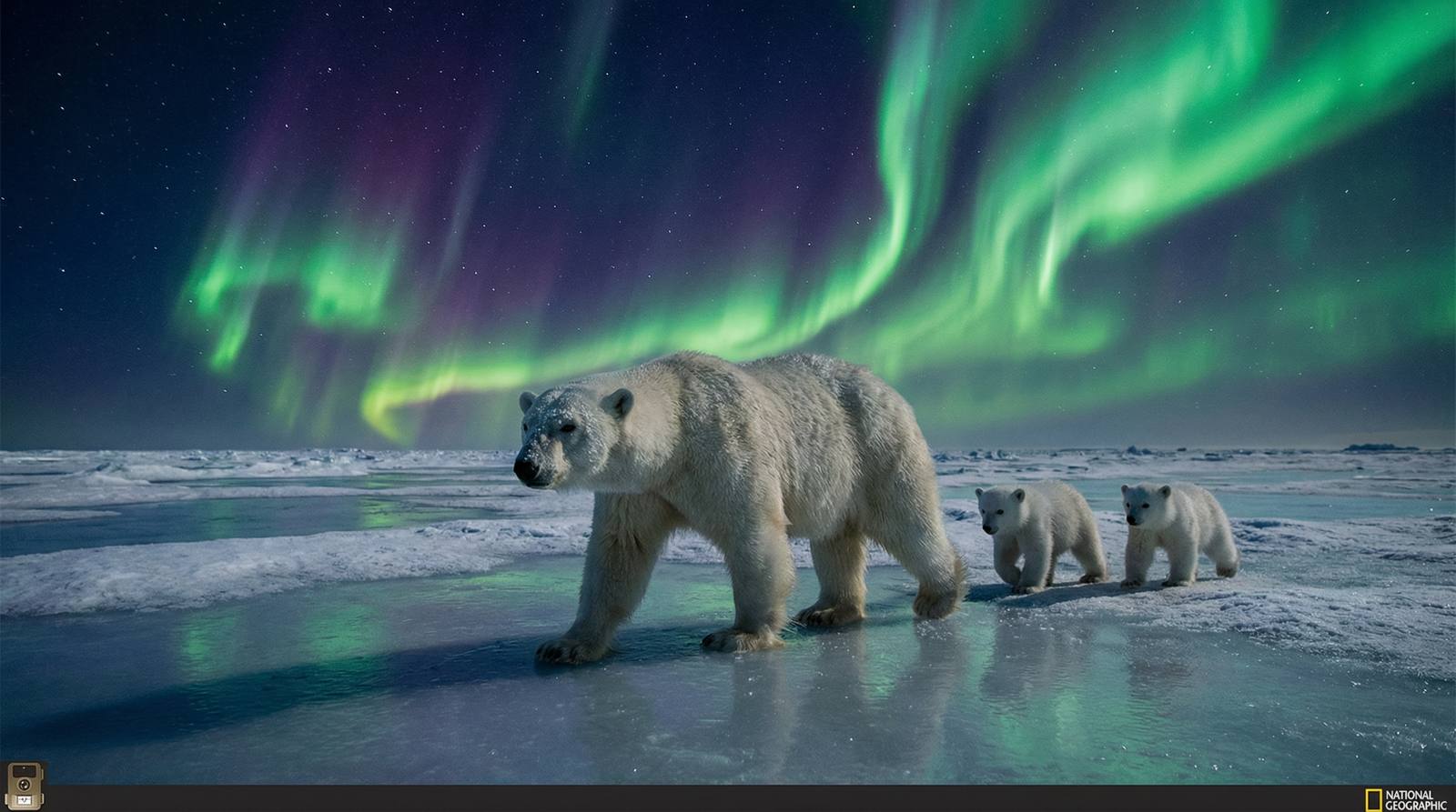 抖阴北极熊视频